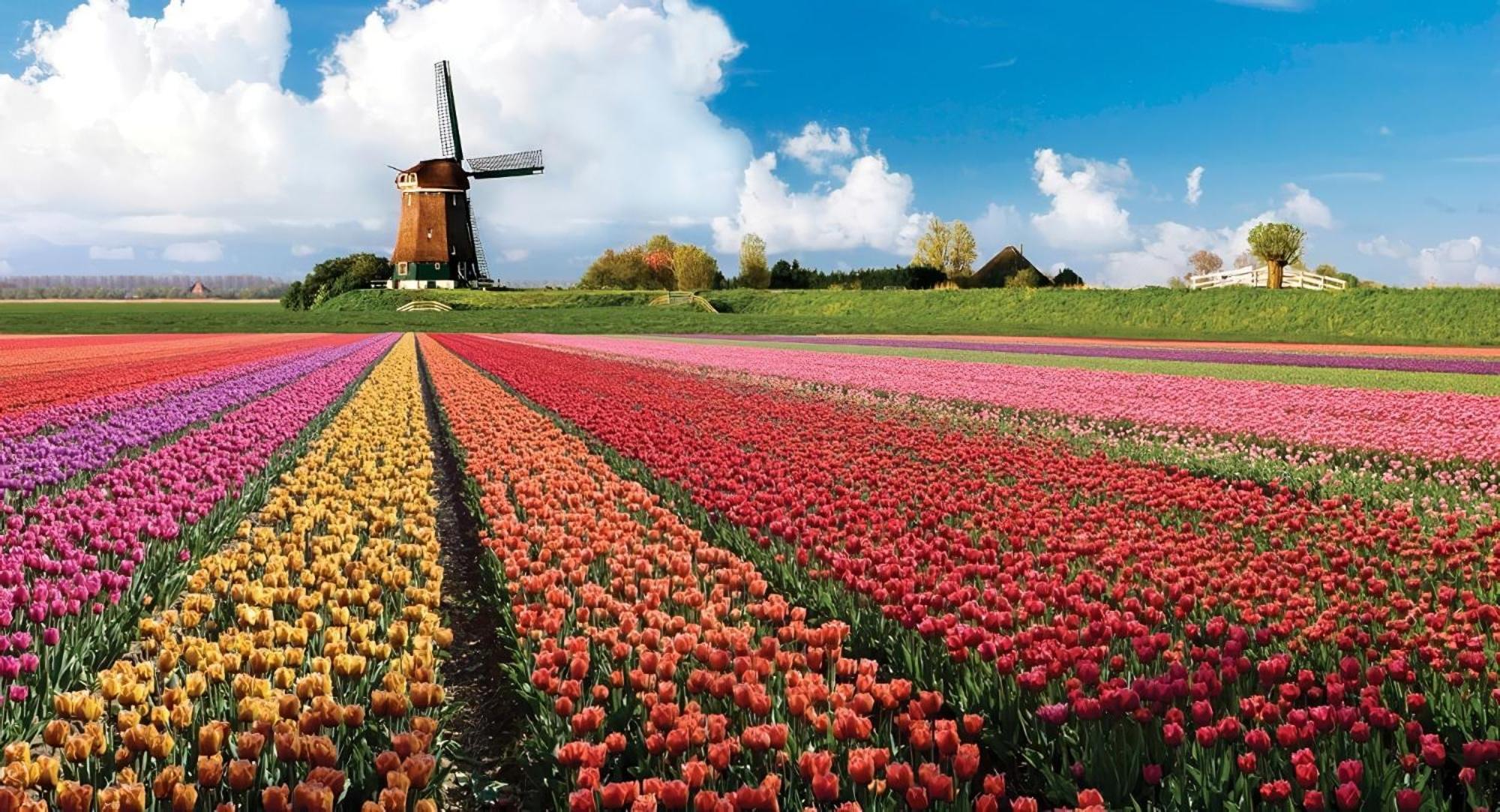Veldhorst * Leiden